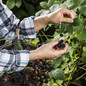 Picking Natchez Blackberries Off The Bush