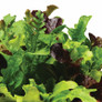 Heatwave Blend Lettuce Plants