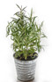 Salem Rosemary Growing in Small Plant