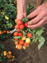 Harvesting Tempting Tomatoes Goodhearted Tomatoes