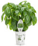 Amazel Basil in Proven Winners Container