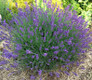English Lavender Garden Gift Basket Kit Large Lavender Plant Blooming