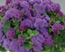 Ageratum hybrid 'Agsantis' Flowering