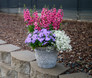 Artist Blue Floss Flower in Annual Container