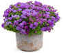 Artist Blue Floss Flower in Decorative Planter