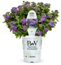 Artist Blue Floss Flower in Proven Winners Pot