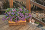 Artist Blue Floss Flower Growing in Basket Container