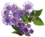 Artist Blue Floss Flower Leaves and Flowers