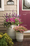 Angelface Blue Summer Snapdragon Growing in Entryway Combo Planters
