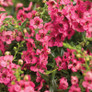 Angelface Cascade Pink Summer Snapdragon Flowering