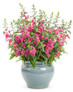 Angelonia hybrid perfectly pink growing in gray pot