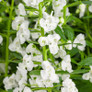 Angelface Super White Summer Snapdragon Flowers and Foliage