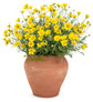 Golden Butterfly Marguerite Daisy Plant in Clay Pot