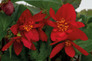 Funky® Red Begonia Blooming