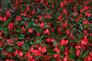 Surefire® Red Begonia Flowers and Foliage
