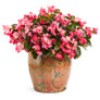 Surefire  Rose Begonia In a decorative pot