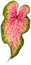 Heart to Heart Heart And Soul Caladium Leaf