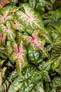 Heart to Heart Heart And Soul Caladium in Shade Garden