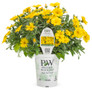 Lady Godiva® Yellow English Marigold in Proven Winners Pot