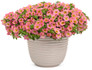 Superbells® Honeyberry™ Calibrachoa flower pot