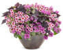 Superbells® Morning Star Calibrachoa in Mixed Annual Planter