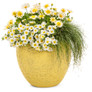 Superbells® Over Easy™ Calibrachoa In a large yellow pot