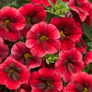 Superbells® Pomegranate Punch Calibrachoa Flowers and Foliage