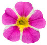 Superbells® Rising Star Calibrachoa flower petals