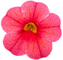 Superbells® TableTop Red Calibrachoa flower petals