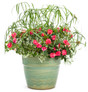 Graceful Grasses® Baby Tut® Umbrella Grass in Combo Annual Decorative Pot