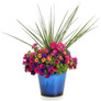 Proven Accents® Spikes Dracaena in Mixed Annual Combo Planter