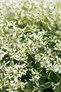 Diamond Frost Euphorbia Flowers Close Up