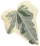 Proven Accents® Glacier Ivy multi colored leaf