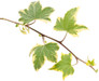 Proven Accents® Yellow Ripple Ivy stem with leaves