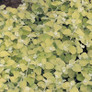 Lemon Licorice Plant Foliage