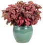 Hippo Red Polka Dot Plant in Decorative Outdoor Pot