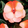 Infinity® Orange Frost Impatiens Flowers and Foliage
