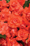 Rockapulco® Orange Impatiens Blooming