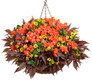 Rockapulco® Orange Impatiens in mixed annual combo hanging basket