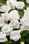 Rockapulco® White Impatiens Flowers