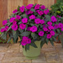  SunPatiens® Compact Purple Impatiens in a Garden Pot 