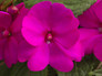 SunPatiens® Compact Purple Impatiens Flower Petals
