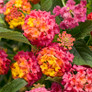 Luscious® Berry Blend Lantana flowers and foliage