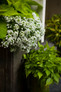 Snow Princess® Sweet Alyssum in mixed annual indoor planter