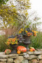 Sunsatia® Blood Orange Nemesia in Fall Themed Annual Planters
