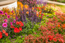 Sunsatia® Blood Orange Nemesia in flower garden