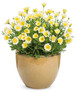 Bright Lights Double Moonglow African Daisy Plant Flowering in Garden Planter