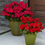 Boldly® Dark Red Geranium in Patio Planters