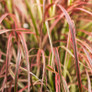 Graceful Grasses Fireworks Variegated Red Fountain Grass Blades Leaves Close Up