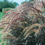 Graceful Grasses® Purple Fountain Grass Seed Heads and Blades
